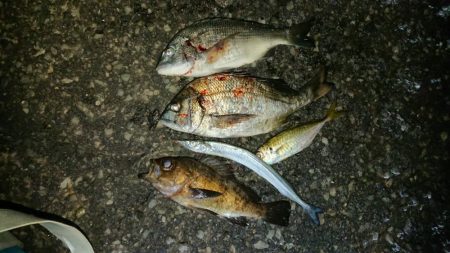 ド根性メバルがこんばんわ