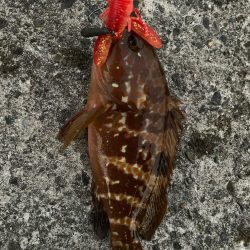 ゆったりライトロック