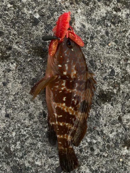 ゆったりライトロック