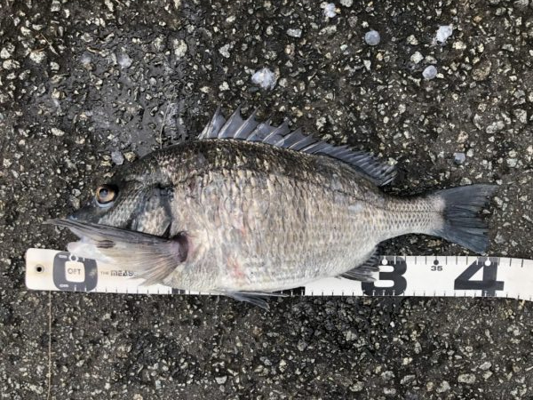 イチノ兄弟、釣果！