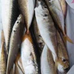 子供とサビキ☆