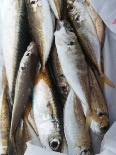 子供とサビキ☆