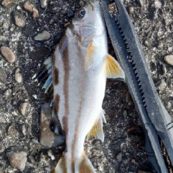 楽しいライトゲーム