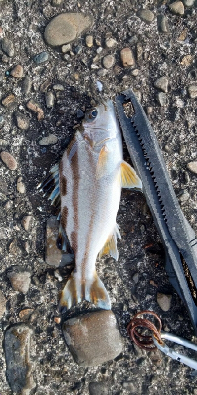 楽しいライトゲーム