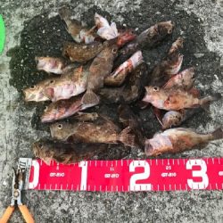 夜釣りの五目釣り