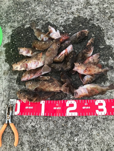 夜釣りの五目釣り