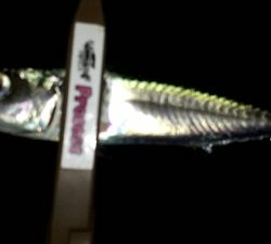 急きょ、洲本でライトフィッシング