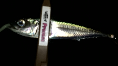 急きょ、洲本でライトフィッシング