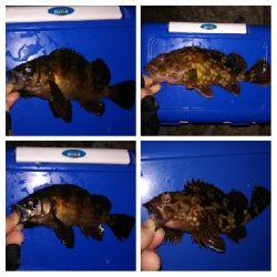 アジンガー1910〜2130