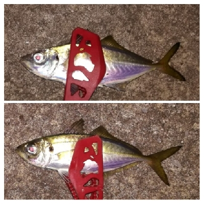 アジンガー1905〜1935 2110〜2140