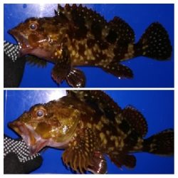 アジンガー1900〜1940 2110〜2150