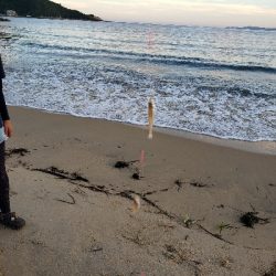 連日のキス釣り