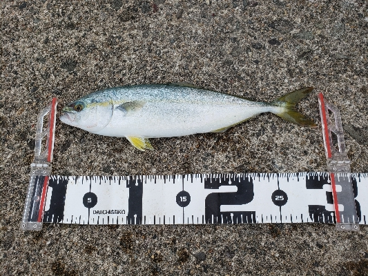 サイズはともかく目標達成！