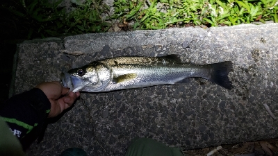 満月の下、夕涼みがてら釣行