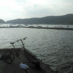 アコウ狙い　尺サイズゲット