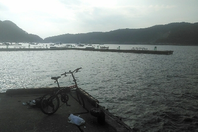 アコウ狙い　尺サイズゲット