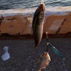 おかっぱりからのディアジング