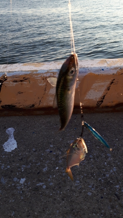 おかっぱりからのディアジング