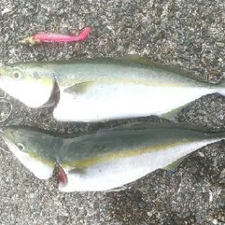 台風後のリセット 青物好調でした