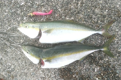 台風後のリセット 青物好調でした