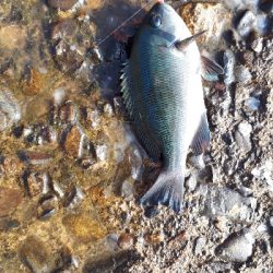 グレ、写真をご覧ください(*^^*)