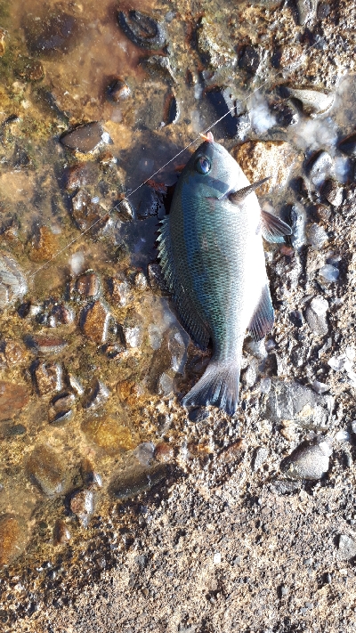 グレ、写真をご覧ください(*^^*)