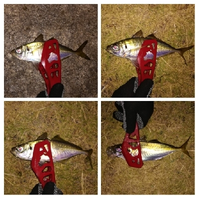 アジンガー1800〜2010