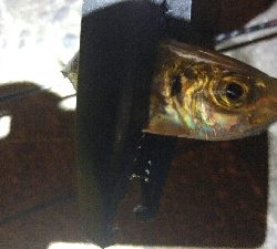 今回はナイトアジング