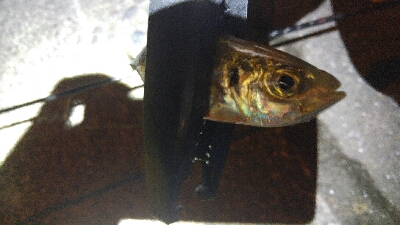 今回はナイトアジング