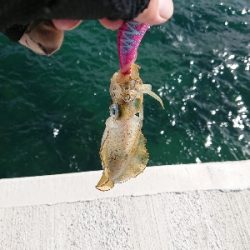 鹿児島釣行 4日目