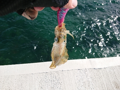 鹿児島釣行 4日目