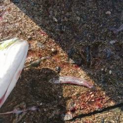 成長してきてます❗