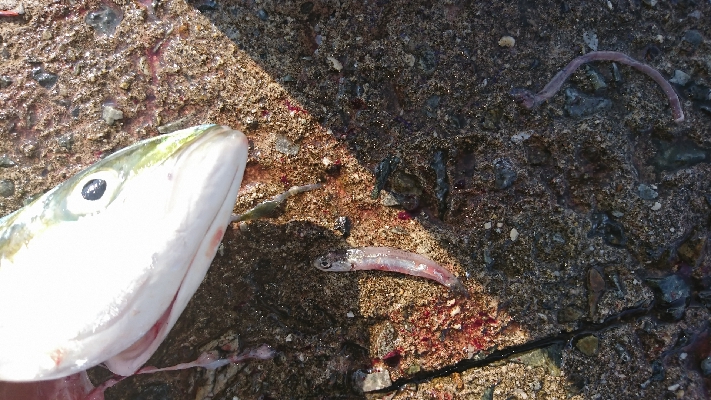 成長してきてます❗