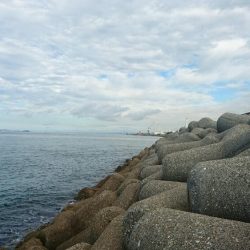 タコ青物は毎日不発