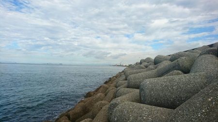 タコ青物は毎日不発