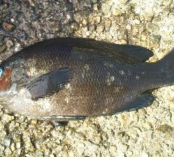 初イシガキタイ