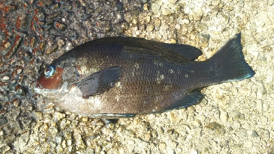 初イシガキタイ