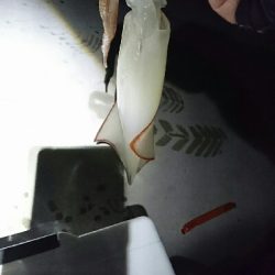 ツバイソ   ケンサキイカ