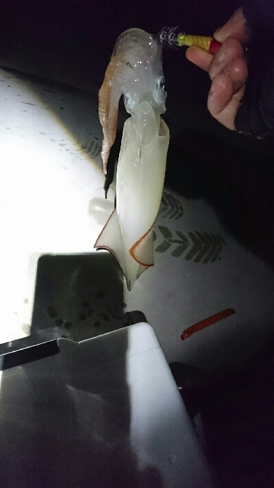 ツバイソ   ケンサキイカ