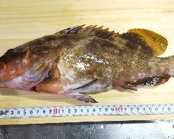 台風後不調からのラッキーパンチ!