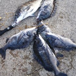 今月チヌ絶好調ストリンガー足りません!