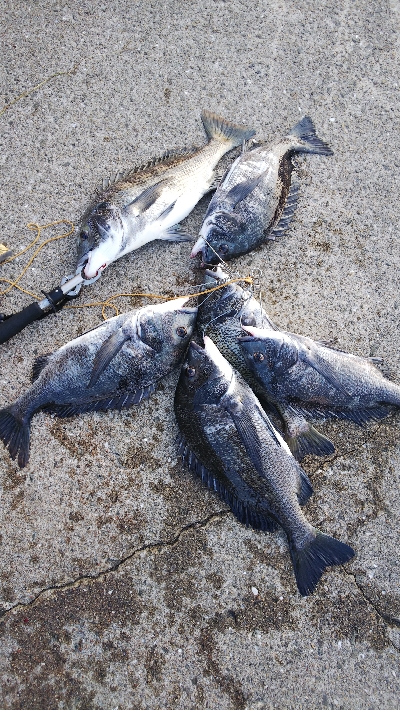 今月チヌ絶好調ストリンガー足りません！