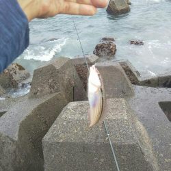 小田原で渚釣り