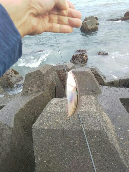 小田原で渚釣り