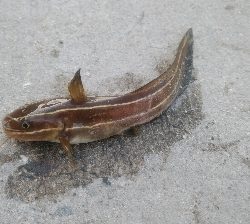 タチウオは不発