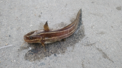 タチウオは不発