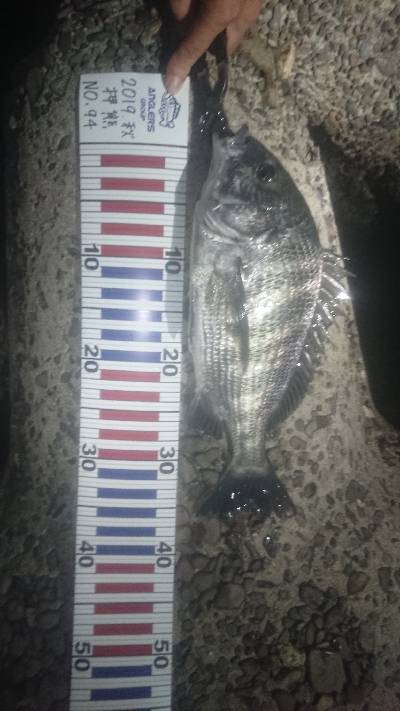 念願のチヌ～、きたぁぁぁぁぁ！