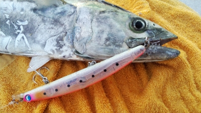 タチウオとサゴシ