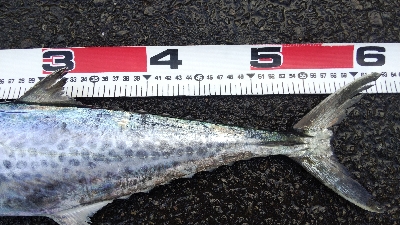 タチウオテンヤとサゴシ