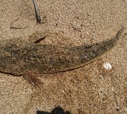 ダイソールアーでマゴチゲット！